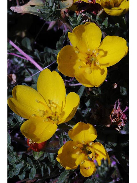 Camissonia tanacetifolia (Tansyleaf evening-primrose) #75242