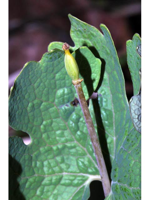 Sanguinaria canadensis (Bloodroot) #75304