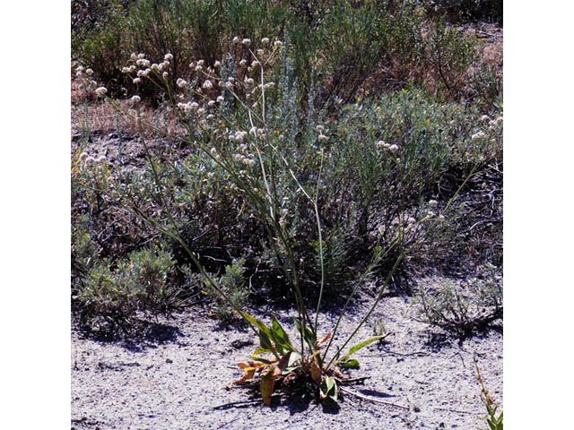 Eriogonum elatum (Tall woolly buckwheat) #51897