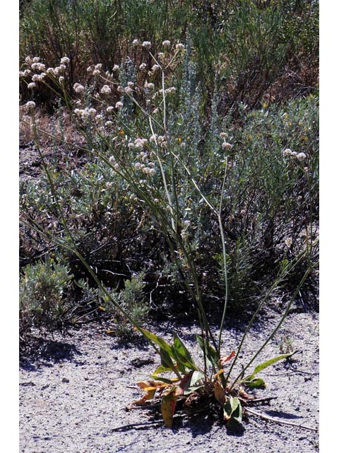 Eriogonum elatum (Tall woolly buckwheat) #51898