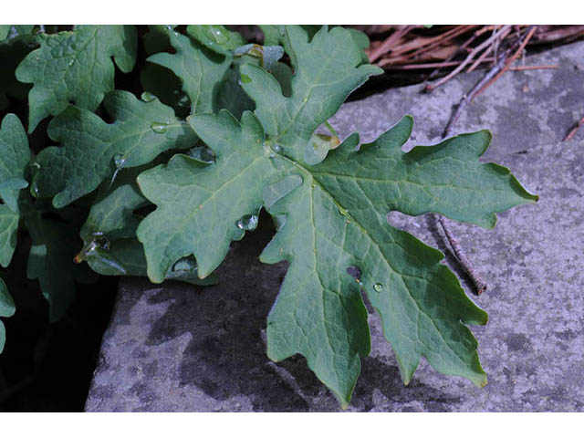 Stylophorum diphyllum (Celandine poppy) #75326