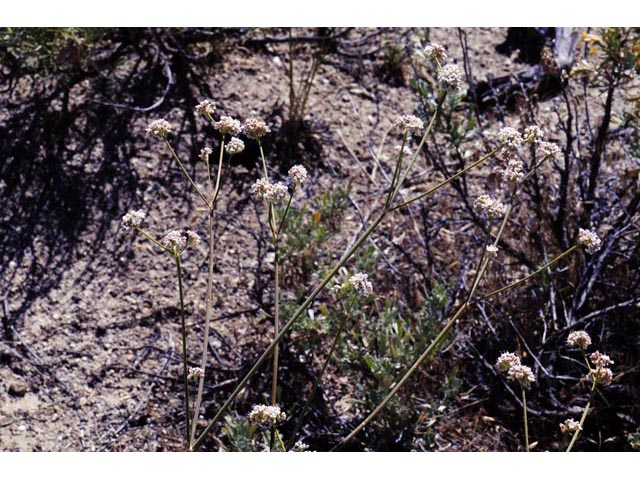 Eriogonum elatum (Tall woolly buckwheat) #51899