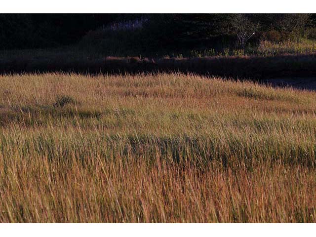 Spartina patens (Saltmeadow cordgrass) #75337