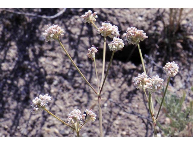 Eriogonum elatum (Tall woolly buckwheat) #51900