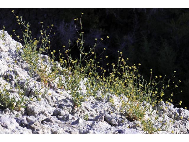 Stenogonum salsuginosum (Salty buckwheat) #75349