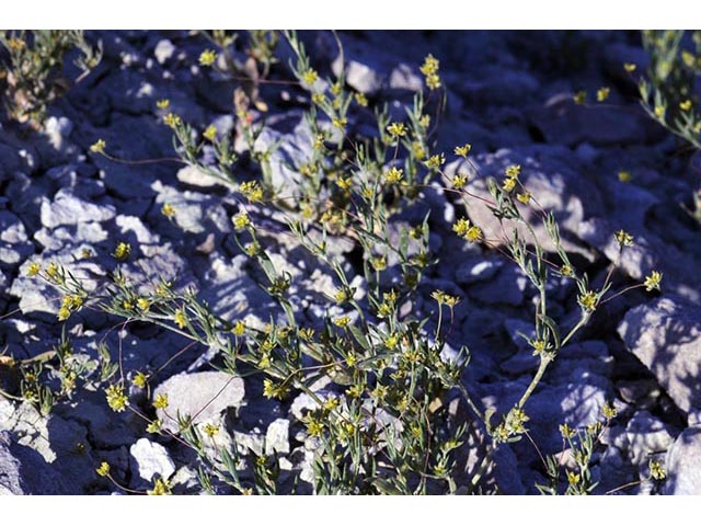 Stenogonum salsuginosum (Salty buckwheat) #75350