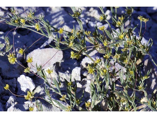 Stenogonum salsuginosum (Salty buckwheat) #75351