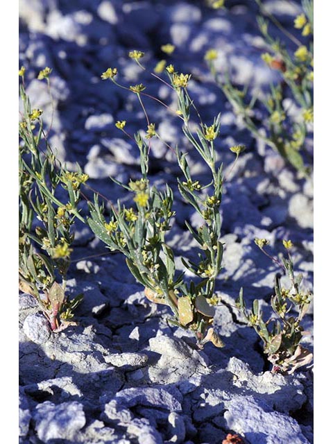 Stenogonum salsuginosum (Salty buckwheat) #75352