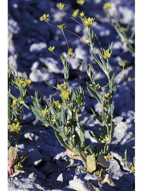 Stenogonum salsuginosum (Salty buckwheat) #75353