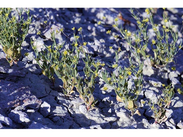 Stenogonum salsuginosum (Salty buckwheat) #75354