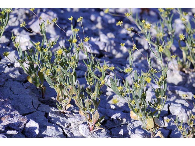 Stenogonum salsuginosum (Salty buckwheat) #75355