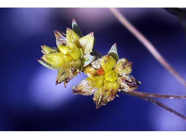 Stenogonum salsuginosum (Salty buckwheat) #75358