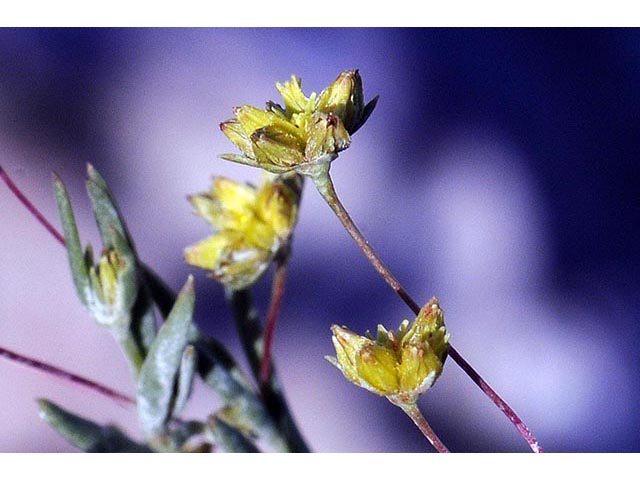 Stenogonum salsuginosum (Salty buckwheat) #75359
