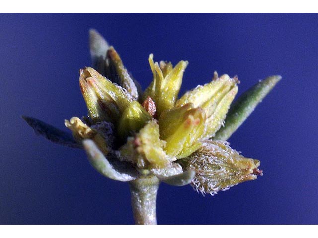 Stenogonum salsuginosum (Salty buckwheat) #75363