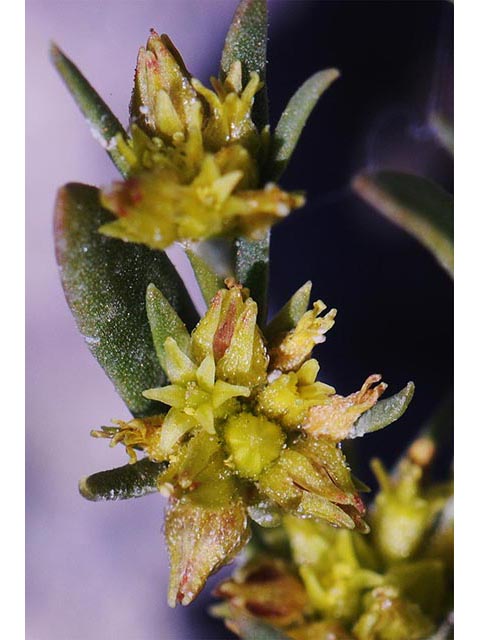 Stenogonum salsuginosum (Salty buckwheat) #75365