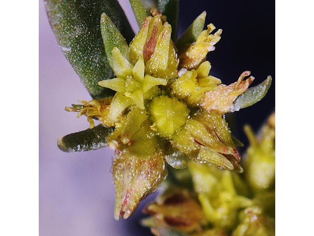 Stenogonum salsuginosum (Salty buckwheat) #75366