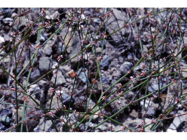 Eriogonum elegans (Elegant buckwheat) #51936