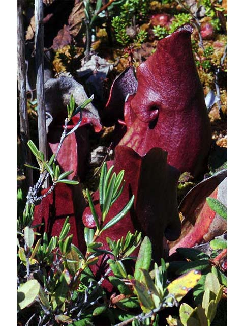Sarracenia purpurea (Purple pitcherplant) #75516
