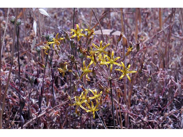 Triteleia ixioides ssp. ixioides (Golden brodiaea) #75539
