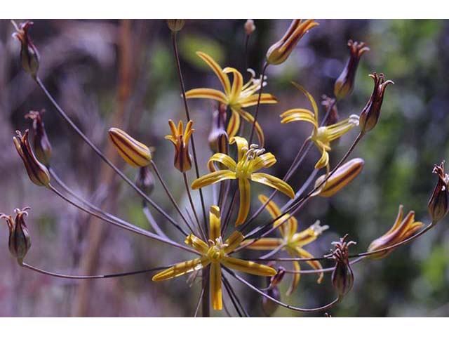 Triteleia ixioides ssp. ixioides (Golden brodiaea) #75545