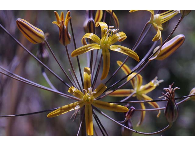 Triteleia ixioides ssp. ixioides (Golden brodiaea) #75546