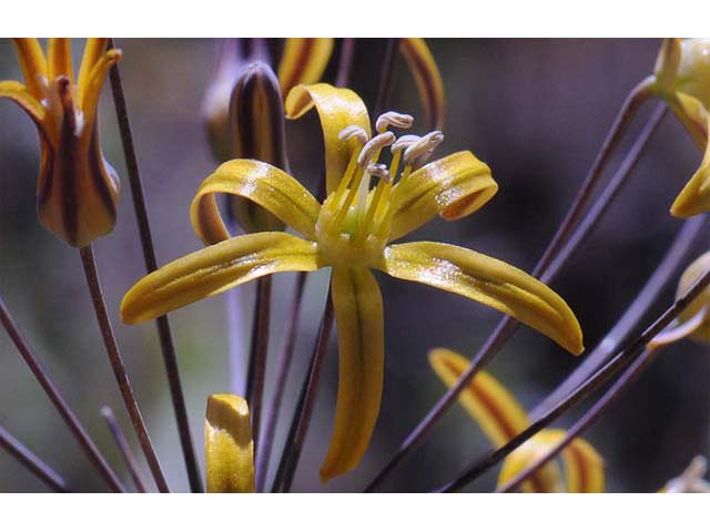 Triteleia ixioides ssp. ixioides (Golden brodiaea) #75547