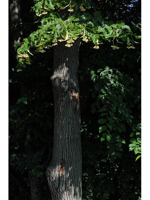 Tilia americana (American basswood) #75590