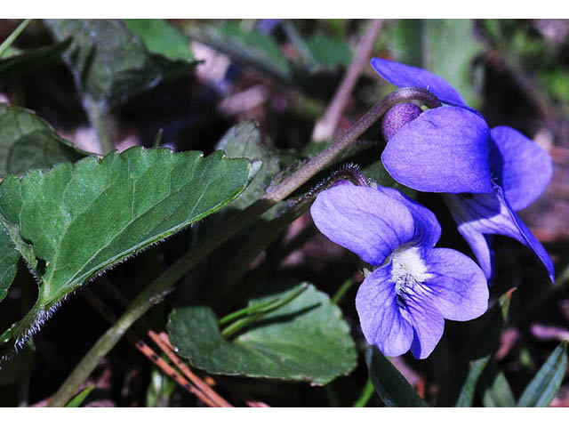 Viola cucullata (Marsh blue violet) #75768