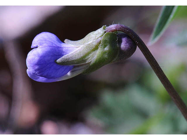 Viola cucullata (Marsh blue violet) #75774