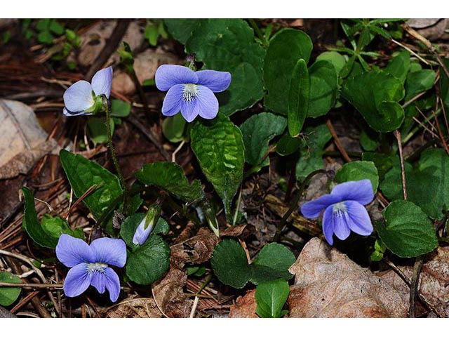 Viola cucullata (Marsh blue violet) #75777