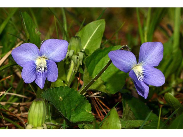 Viola cucullata (Marsh blue violet) #75779