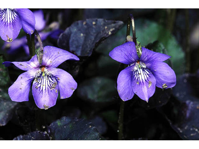 Viola labradorica (Alpine violet) #75788