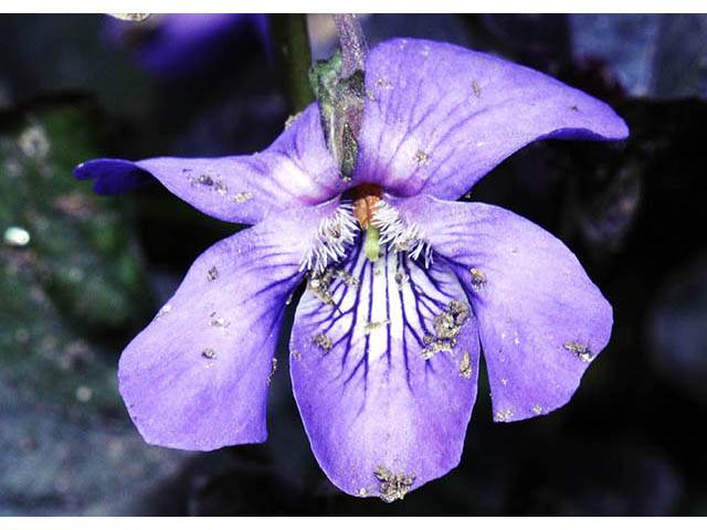 Viola labradorica (Alpine violet) #75789