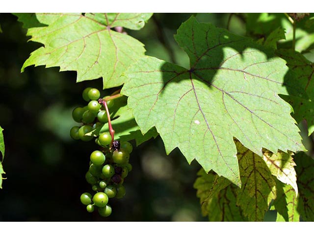 Vitis riparia (Riverbank grape) #75804