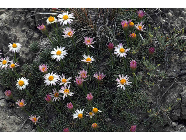 Erigeron compactus (Cushion daisy) #75849
