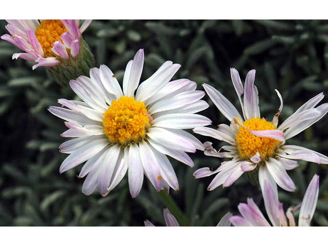 Erigeron compactus (Cushion daisy) #75850