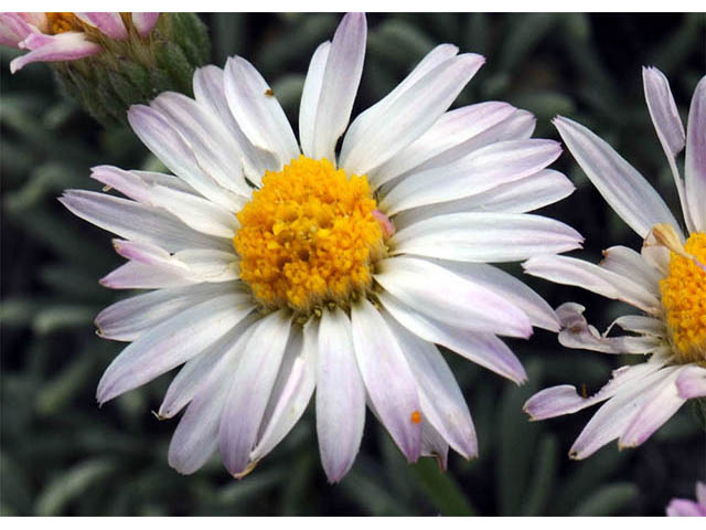 Erigeron compactus (Cushion daisy) #75851