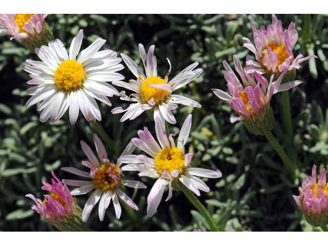 Erigeron compactus (Cushion daisy) #75852
