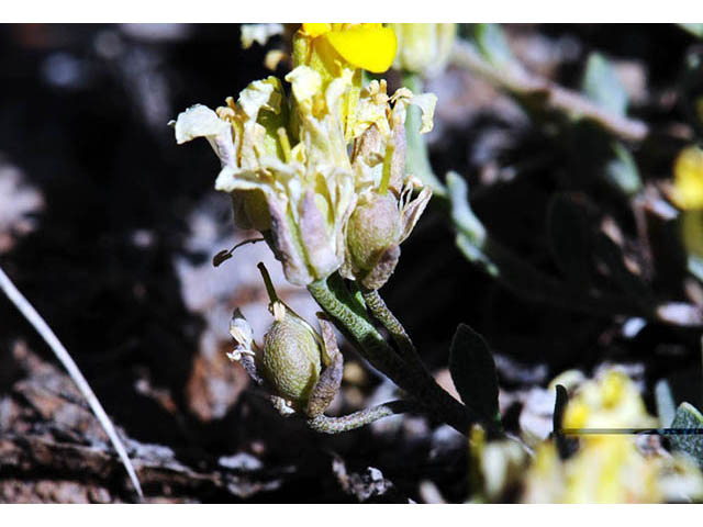 Lesquerella kingii ssp. latifolia (King bladderpod) #76037