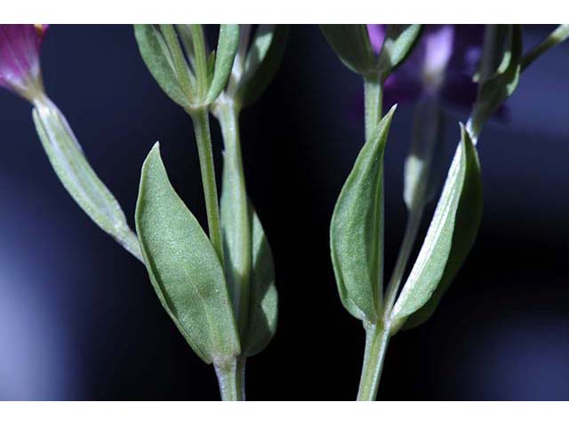 Centaurium venustum ssp. abramsii (Charming centaury) #76138