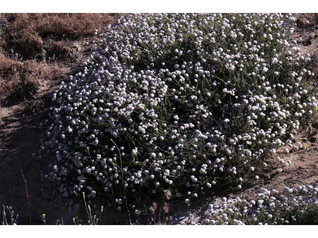 Eriogonum fasciculatum var. foliolosum (Eastern mojave buckwheat) #52064