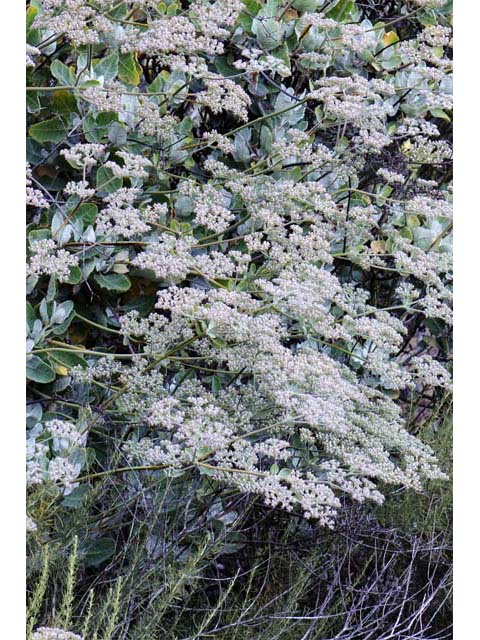 Eriogonum giganteum var. giganteum (St. catherine's lace) #52118