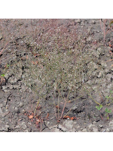 Eriogonum gordonii (Gordon's wild buckwheat) #52135