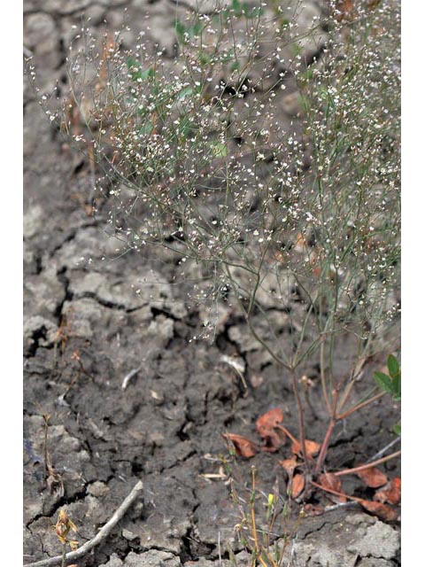 Eriogonum gordonii (Gordon's wild buckwheat) #52137