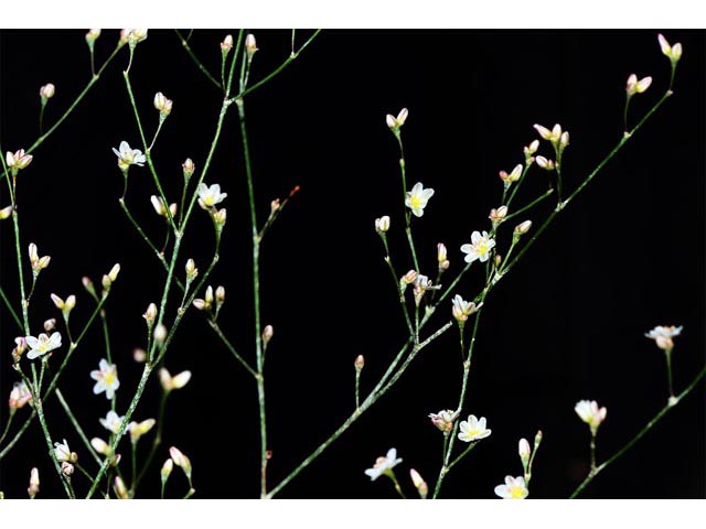 Eriogonum gordonii (Gordon's wild buckwheat) #52138