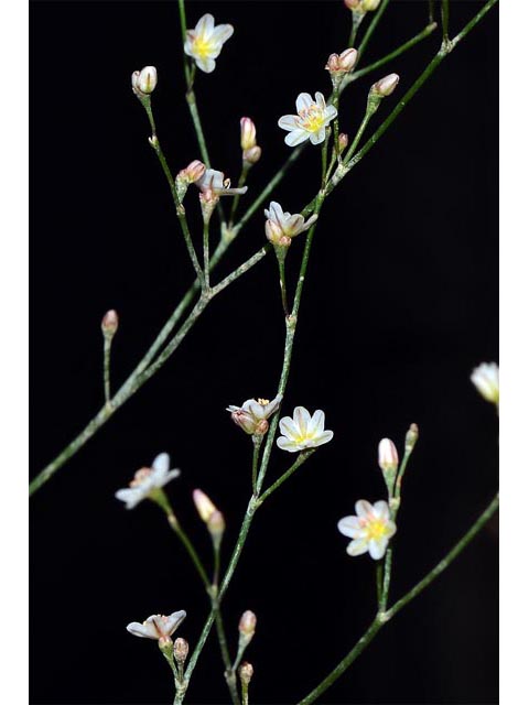 Eriogonum gordonii (Gordon's wild buckwheat) #52139