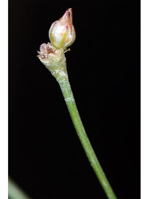 Eriogonum gordonii (Gordon's wild buckwheat) #52154