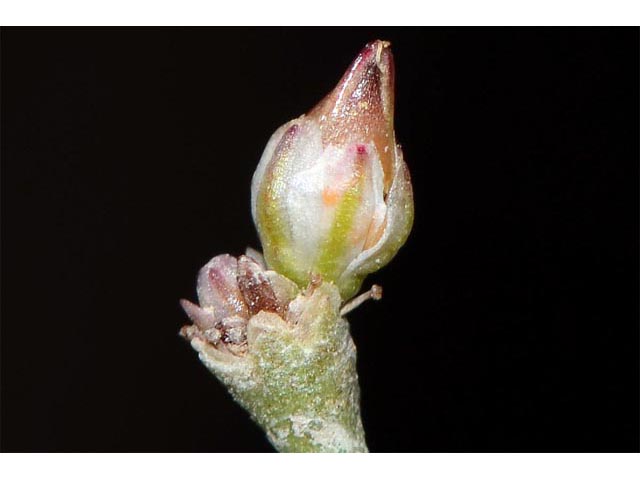 Eriogonum gordonii (Gordon's wild buckwheat) #52155