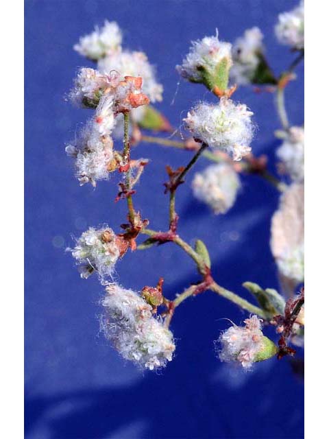 Eriogonum gossypinum (Cottony buckwheat) #52161