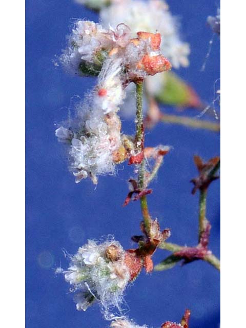 Eriogonum gossypinum (Cottony buckwheat) #52162